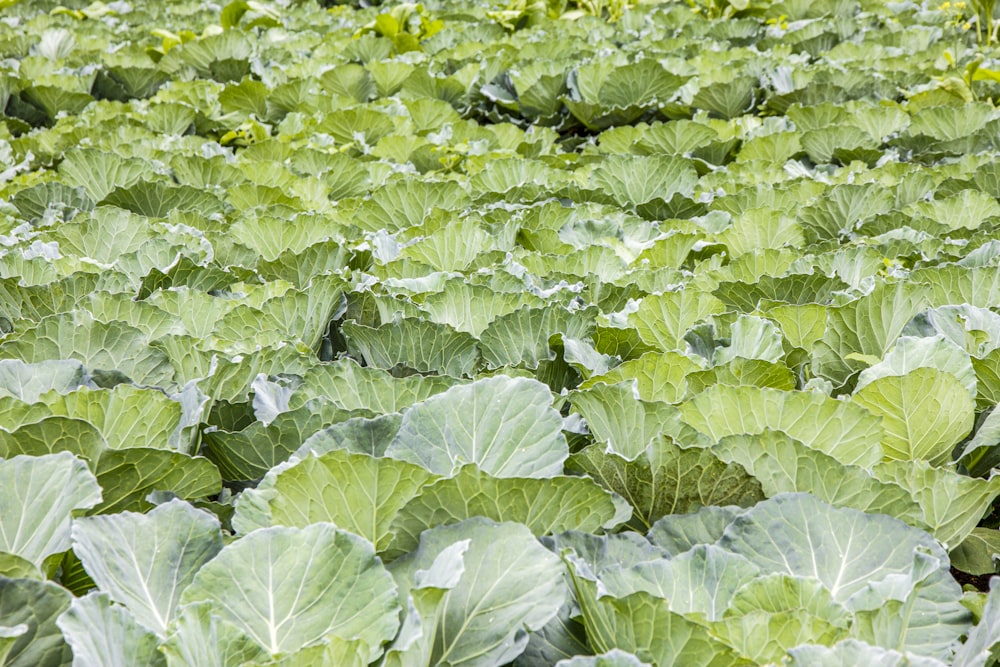 Planta de hoja verde y blanca