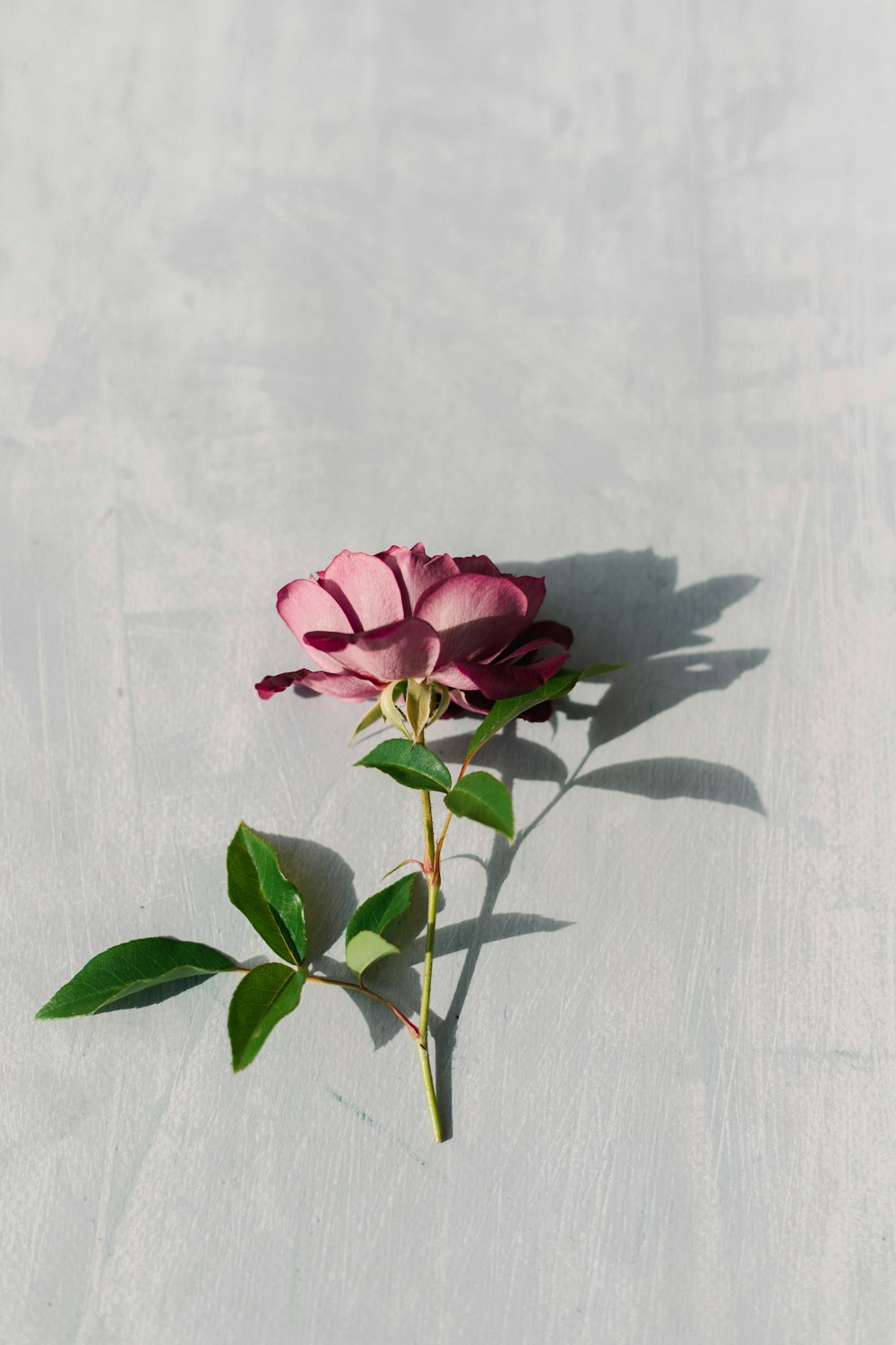 pink rose on white textile