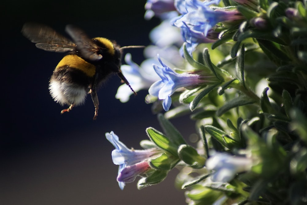 ape nera e gialla su fiore viola