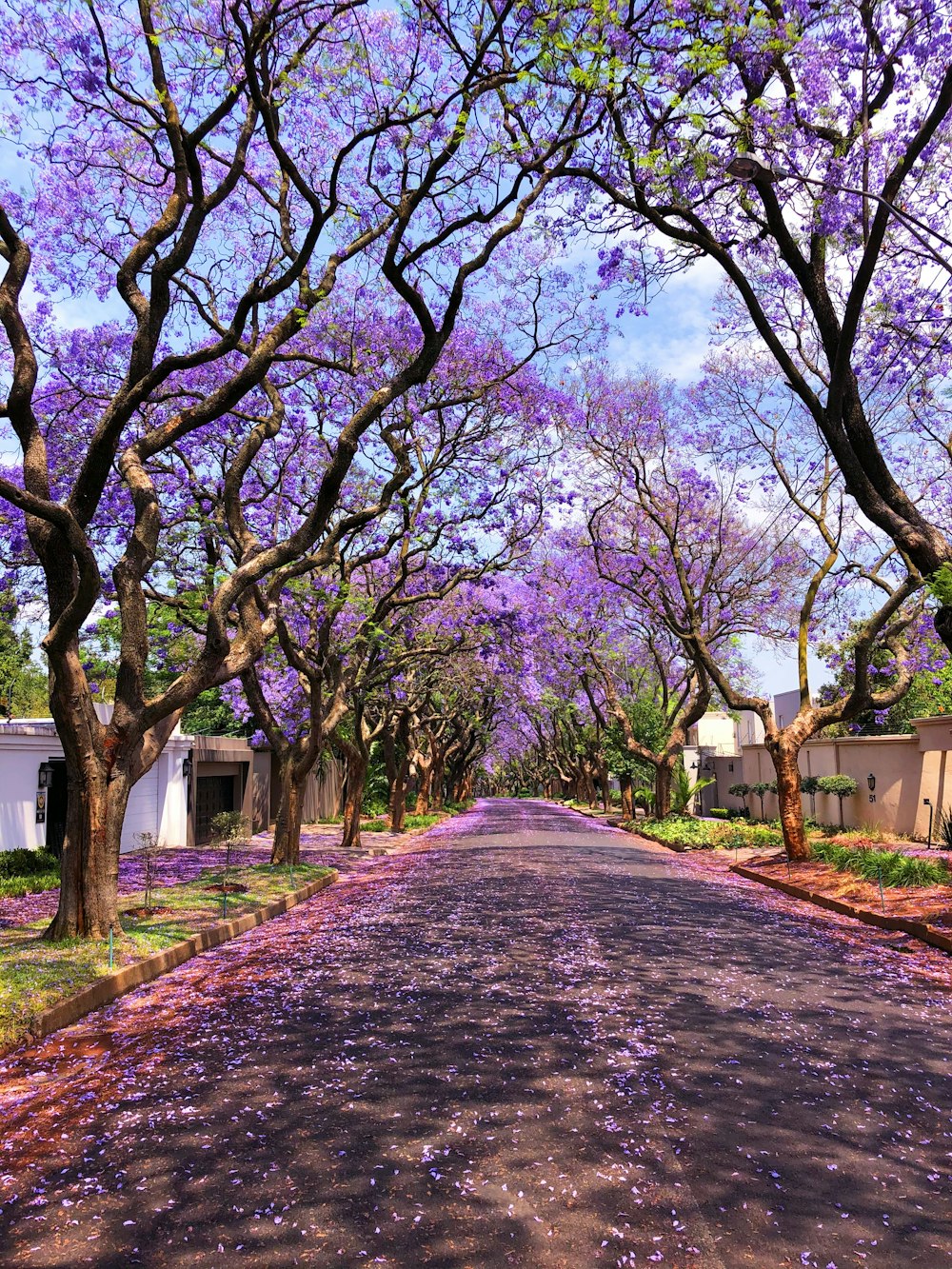 brown pathway between green trees during daytime