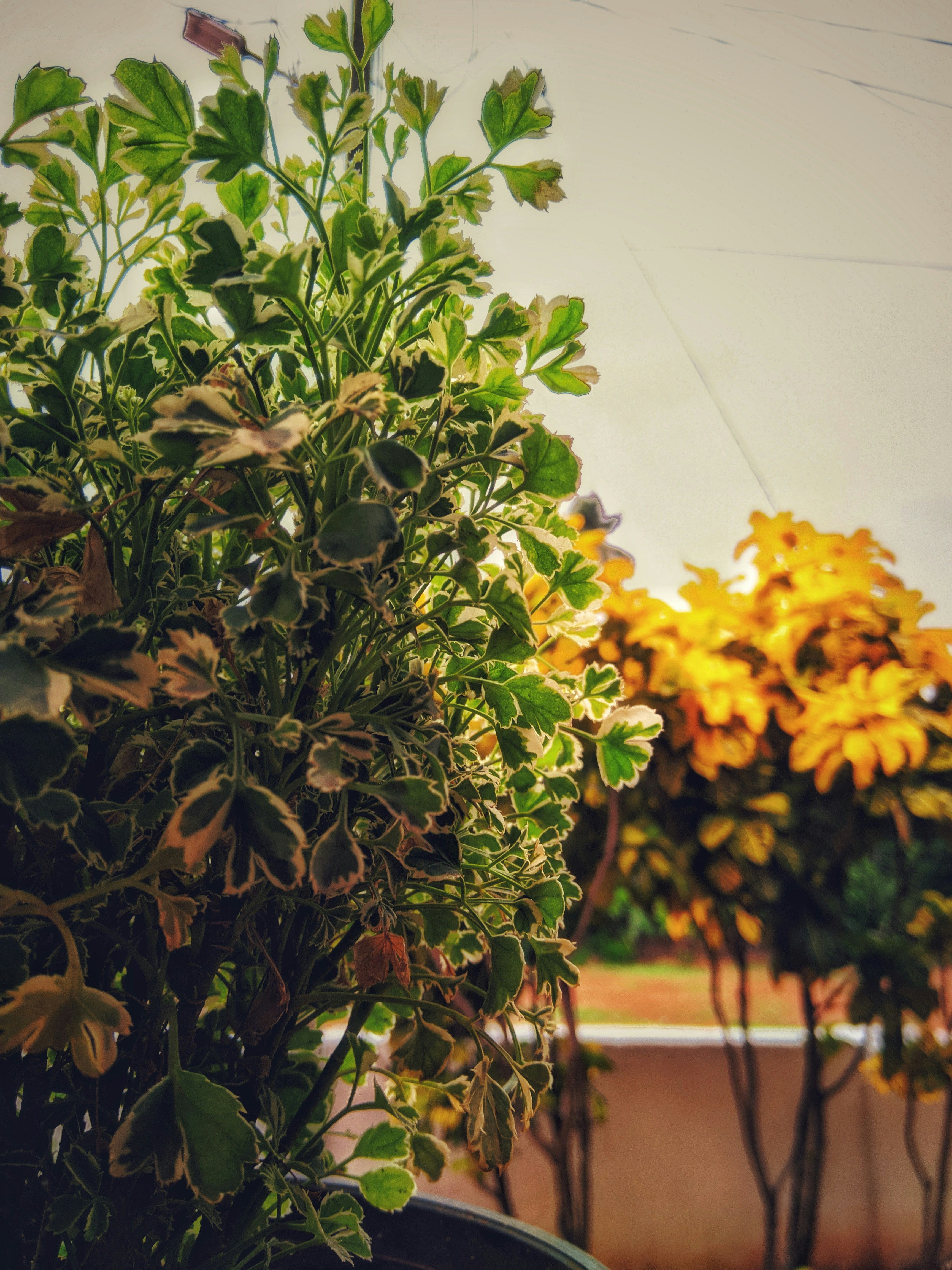 yellow flowers with green leaves during daytime