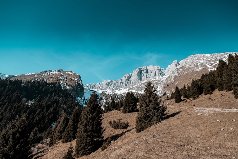 green trees near snow covered mountain during daytime