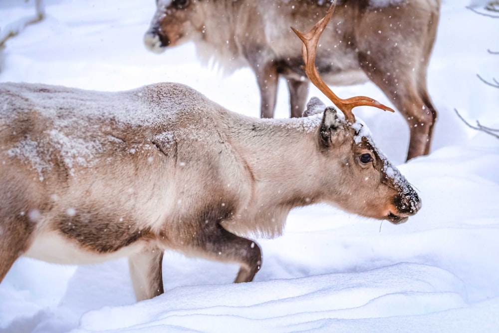 brown and white animal on snow covered ground during daytime