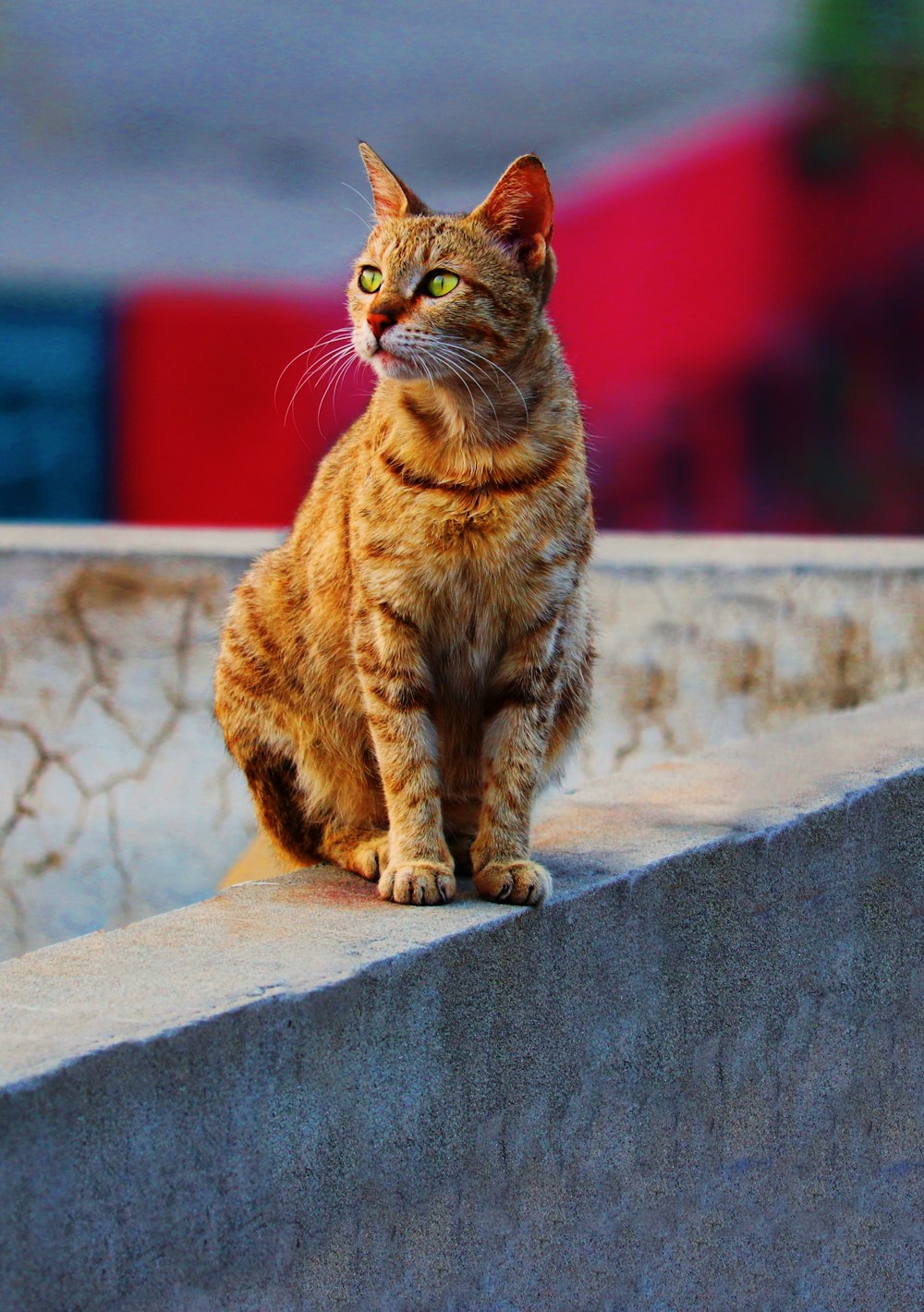 gato tabby marrom na parede de concreto cinza