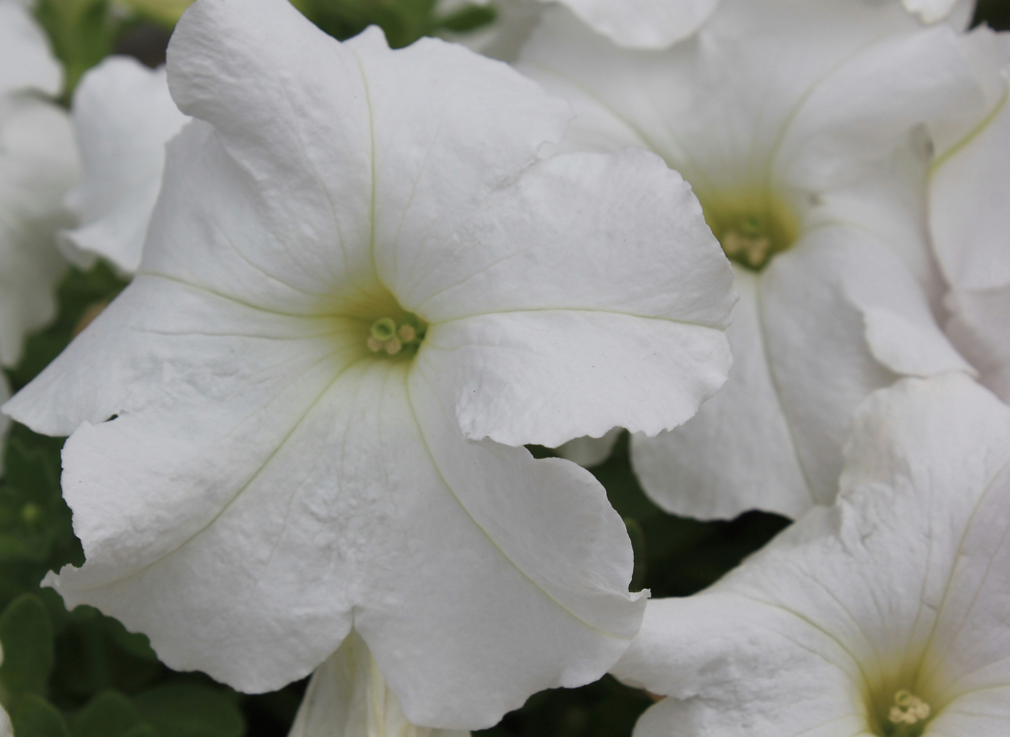 Photo by bumbledeelite