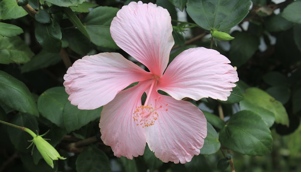 pink hibiscus in bloom during daytime