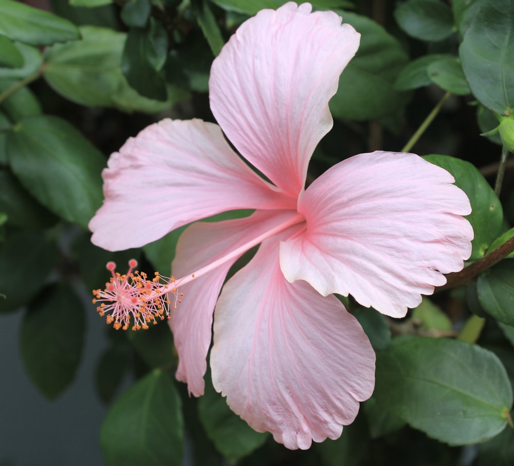 pink hibiscus in bloom during daytime