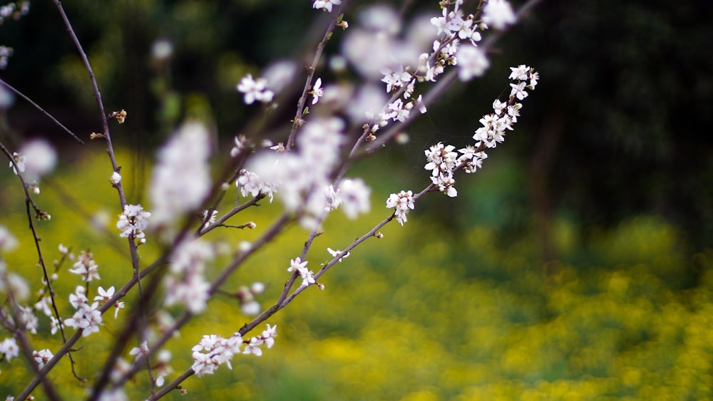 white flower in tilt shift lens