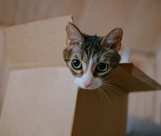 brown tabby cat in brown cardboard box