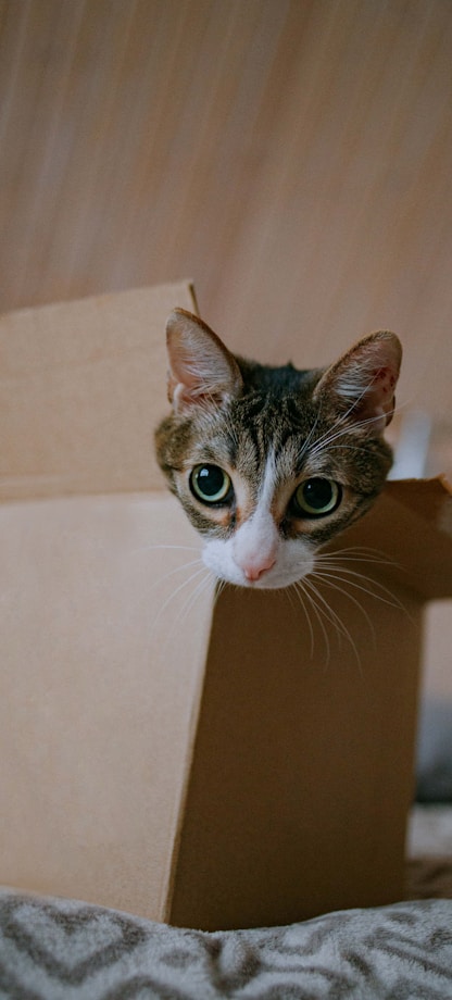 brown tabby cat in brown cardboard box