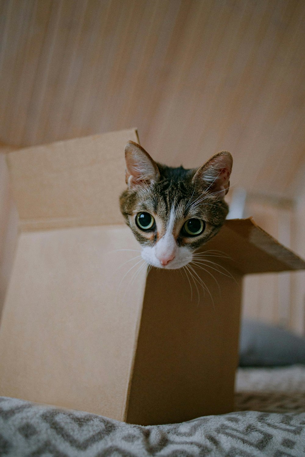 brown tabby cat in brown cardboard box