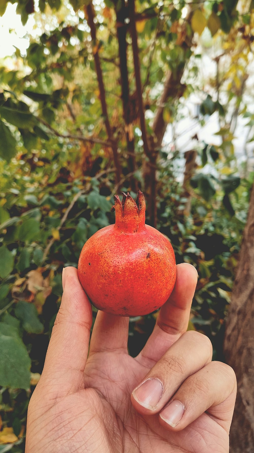 person holding red round fruit