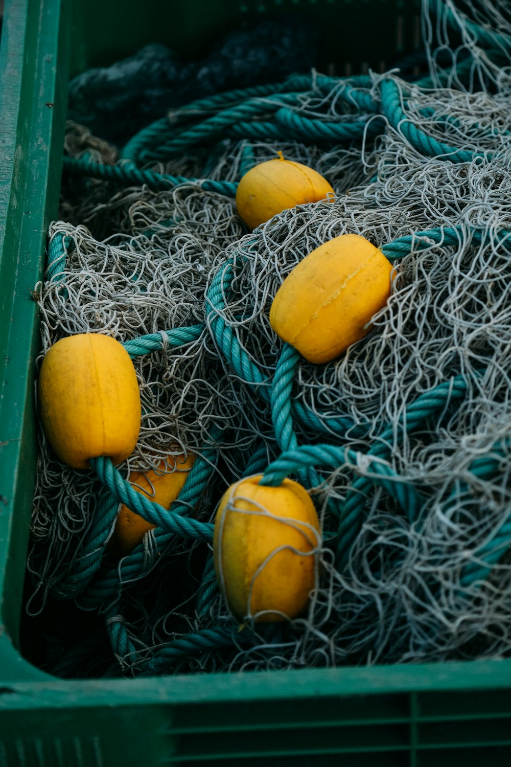 yellow round fruit on green and blue rope