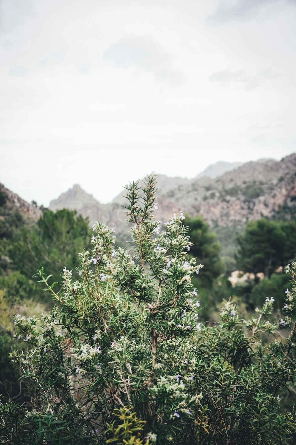 green tree near brown mountain during daytime