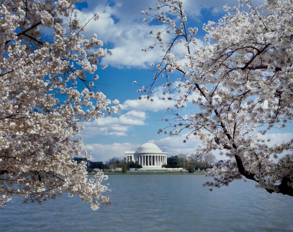 樱花盛开的杰斐逊纪念堂，华盛顿特区