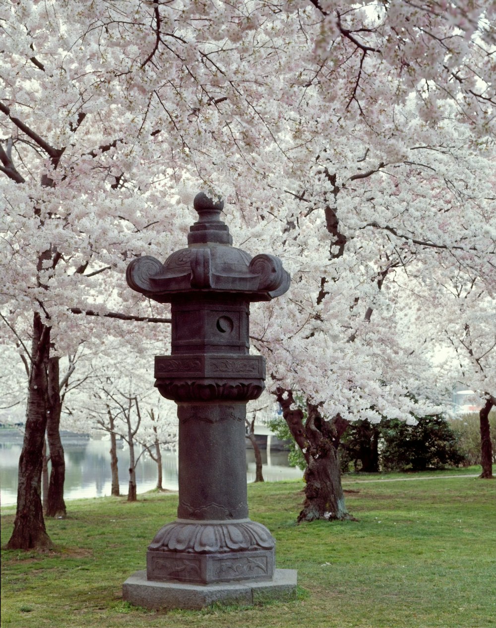 Kirschbäume entlang des Tidal Basin mit japanischer Laterne im Park im Jahr 1954.