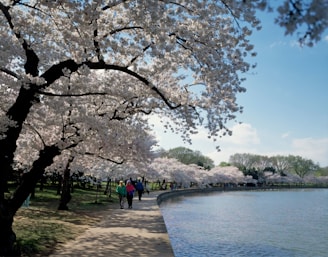 A scenic view of cherry blossoms lining a peaceful path in a Korean park during spring.