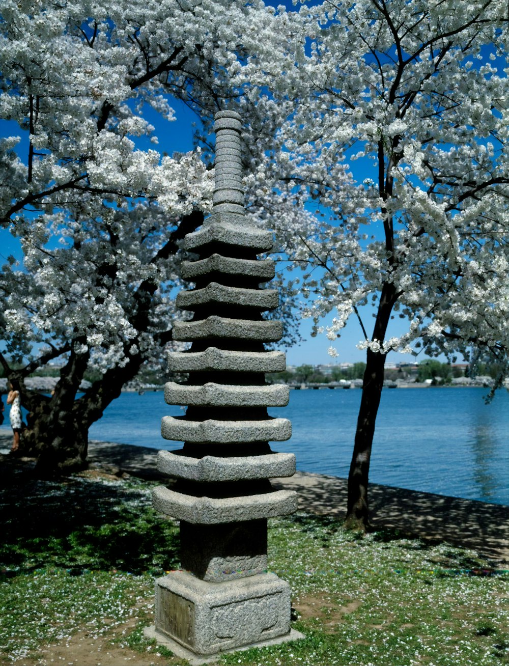Japanese lantern on the Potomac River Tidal Basin during spring cherry blossom season
