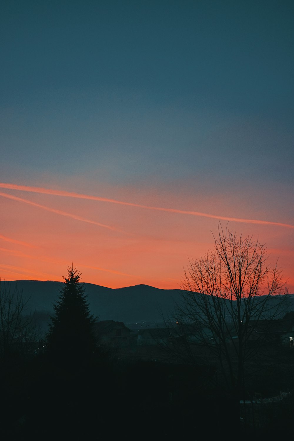 silhouette of trees during sunset