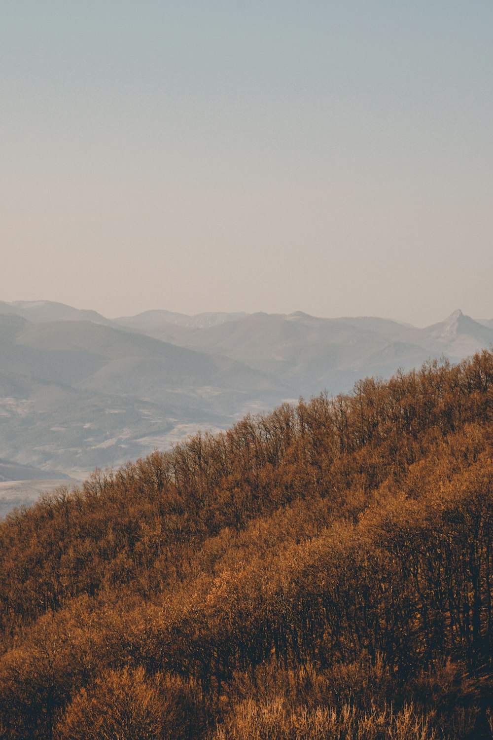 brown and green trees on mountain during daytime