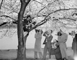 A group of photographers is gathered around a tree, capturing images of a person sitting on a branch. The tree is in full bloom with what appear to be cherry blossoms. The photographers are using vintage cameras and are dressed in formal attire typical of a bygone era. The background reveals a body of water and further trees in the distance.
