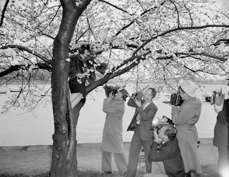 A group of photographers is gathered around a tree, capturing images of a person sitting on a branch. The tree is in full bloom with what appear to be cherry blossoms. The photographers are using vintage cameras and are dressed in formal attire typical of a bygone era. The background reveals a body of water and further trees in the distance.