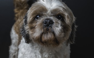 white and brown long coated dog