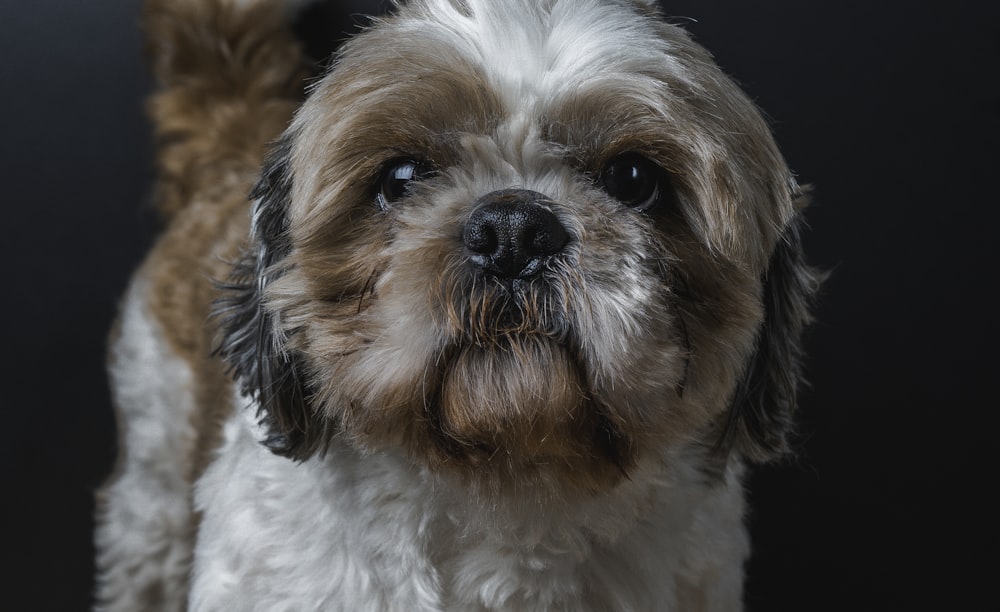 white and brown long coated dog