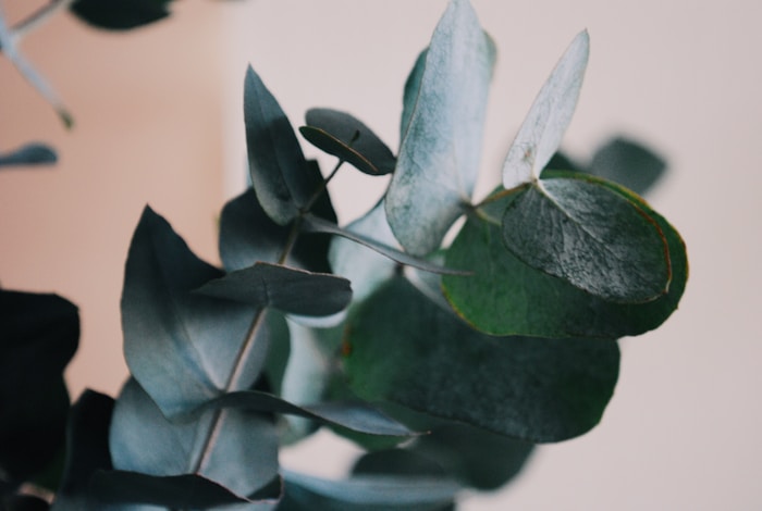 Eucalyptus branches in natural light — Evexia wellness