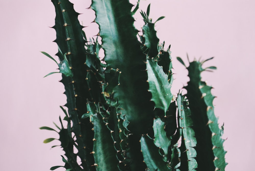 green cactus plant in close up photography