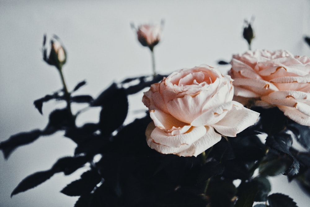 pink rose in bloom close up photo