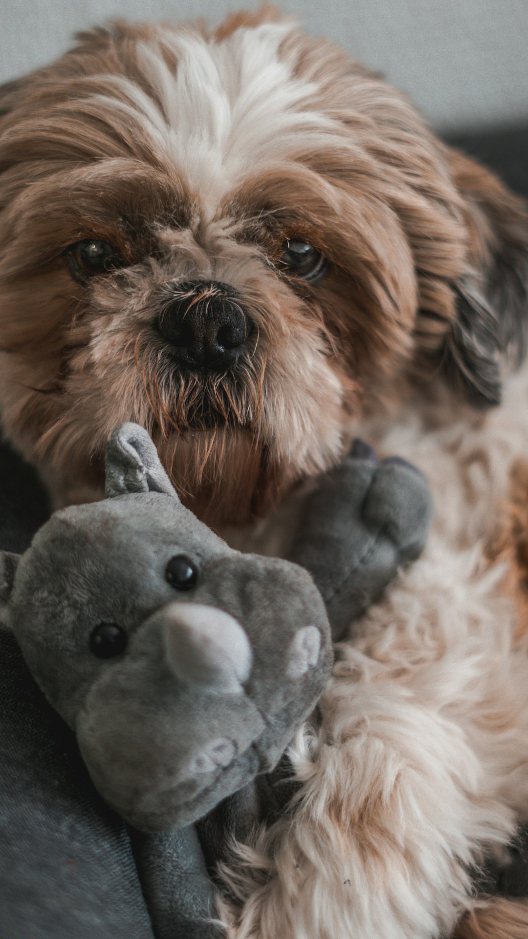 brown and white long coated dog with gray and white dog plush toy