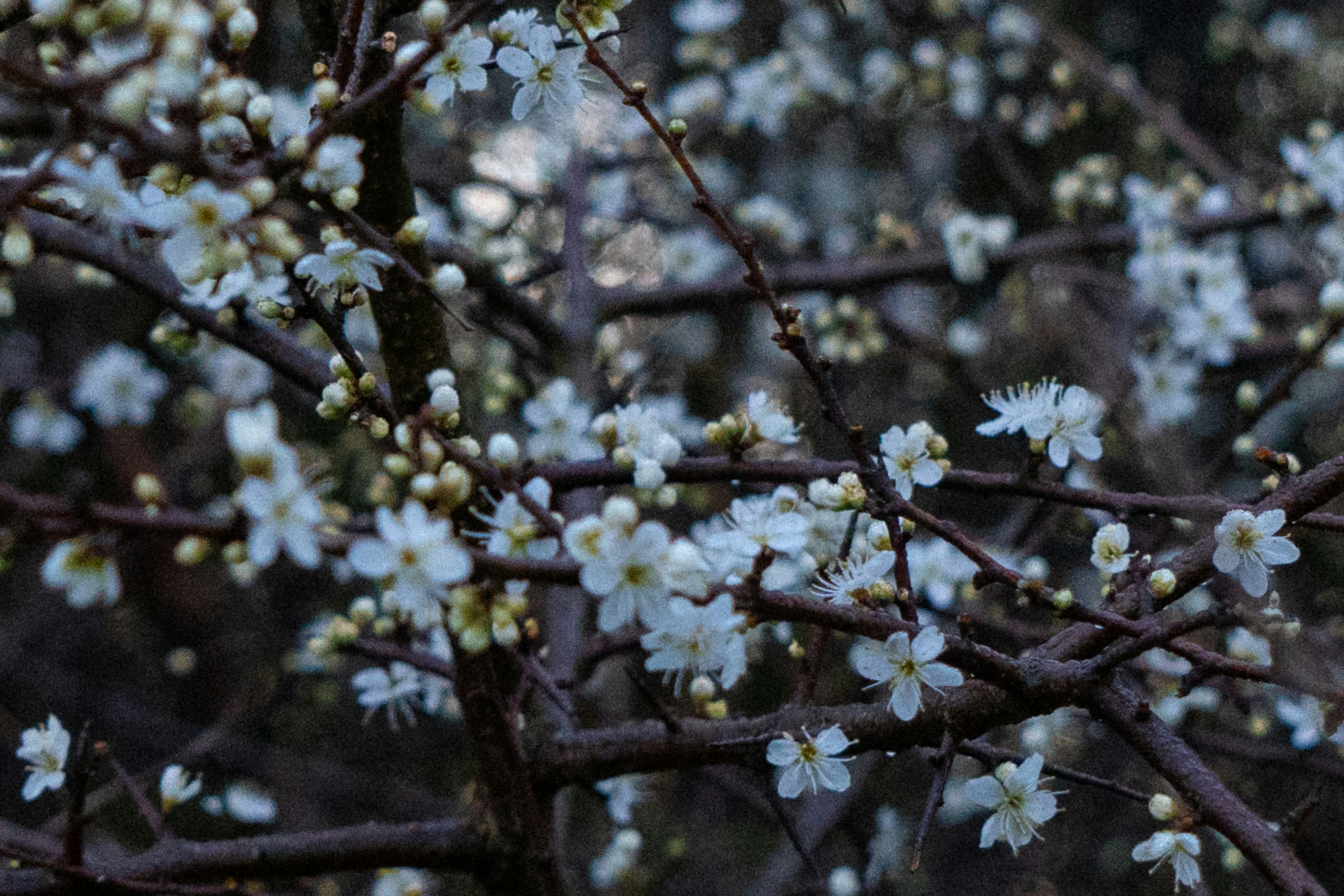 Photo by matshoppenbrouwers94