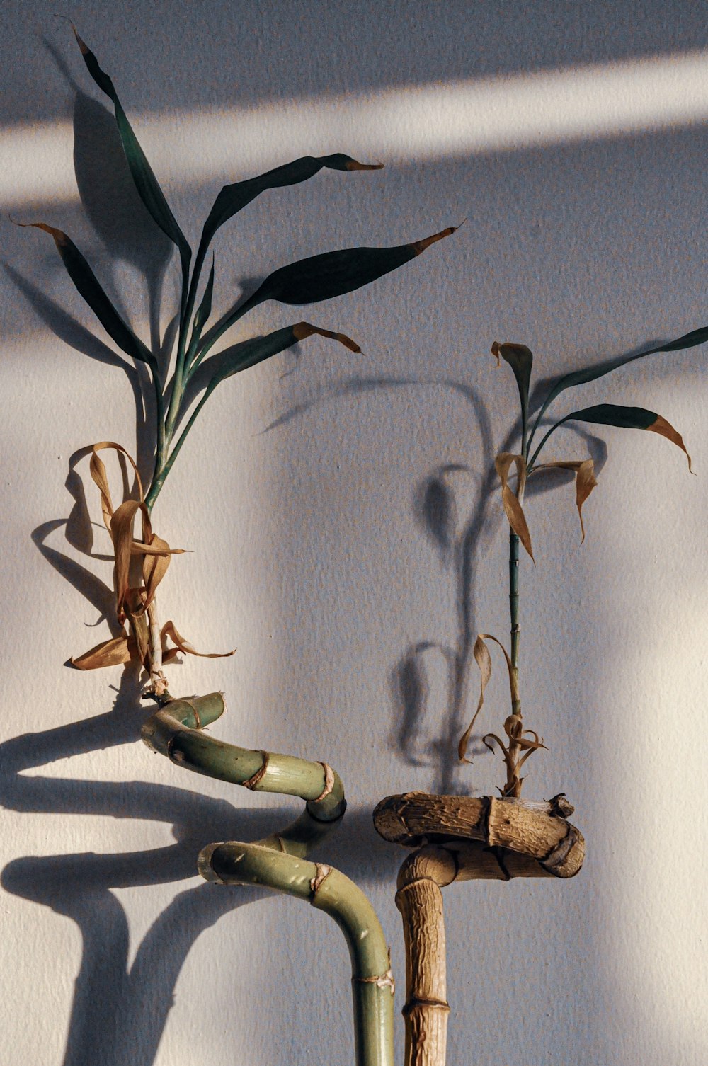 green and brown plant on white wall