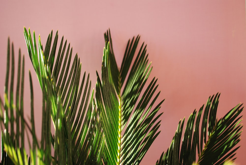 green palm plant in close up photography