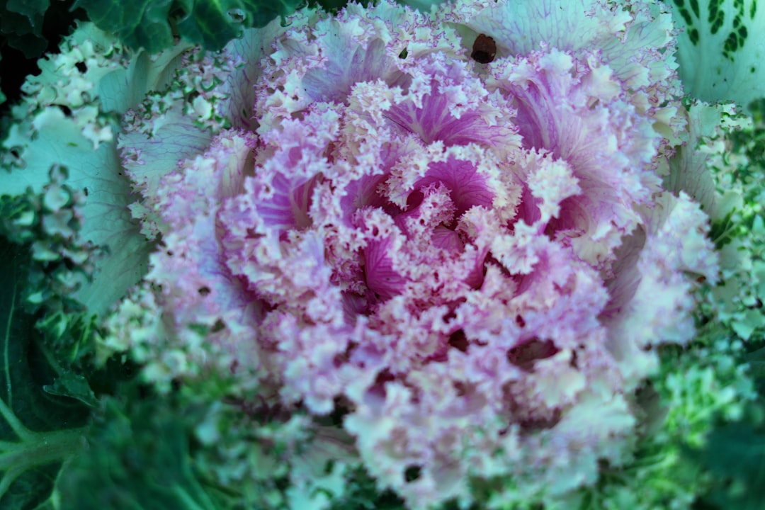 pink flower in macro lens