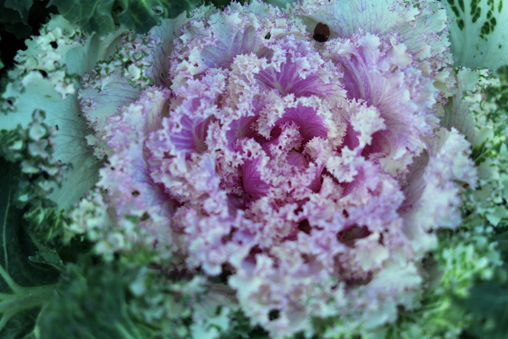 pink flower in macro lens