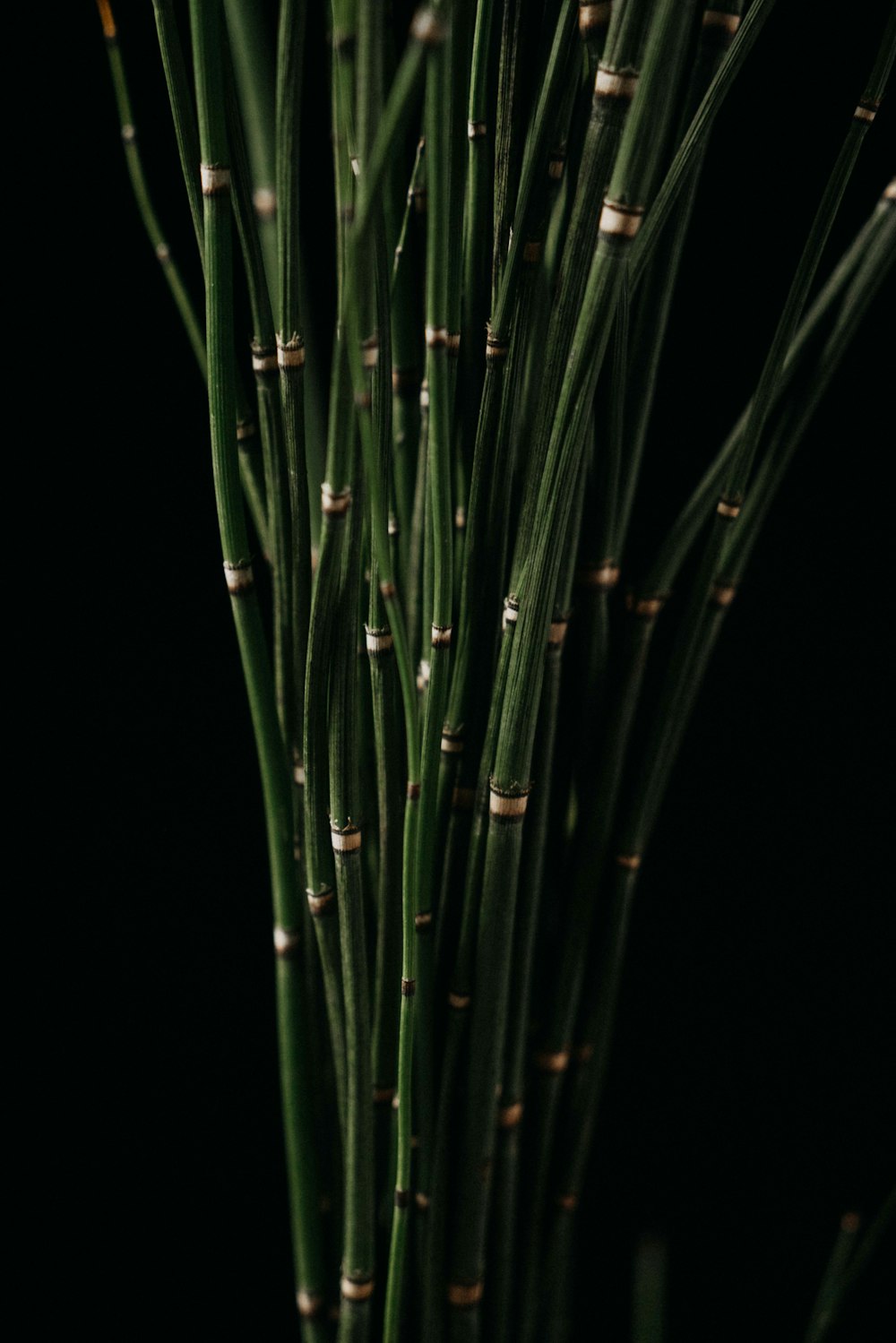 green plant in dark room