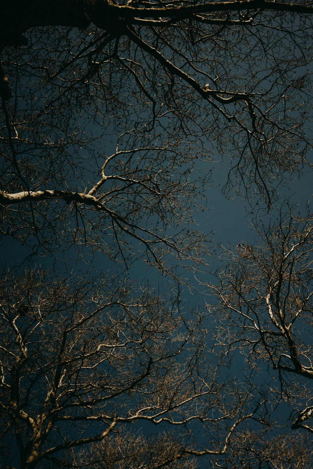 bare tree under blue sky during daytime