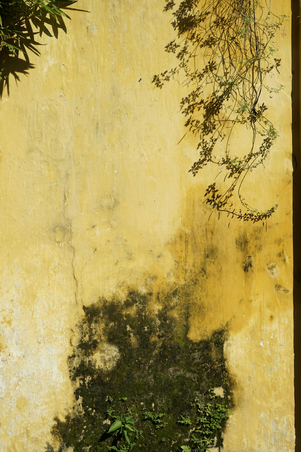 黄色い壁に緑の植物
