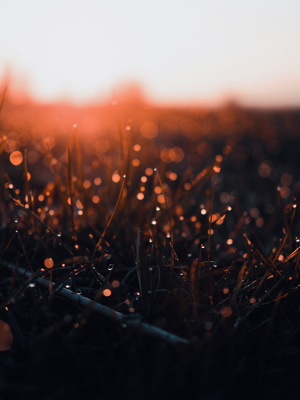 water droplets on grass during sunset