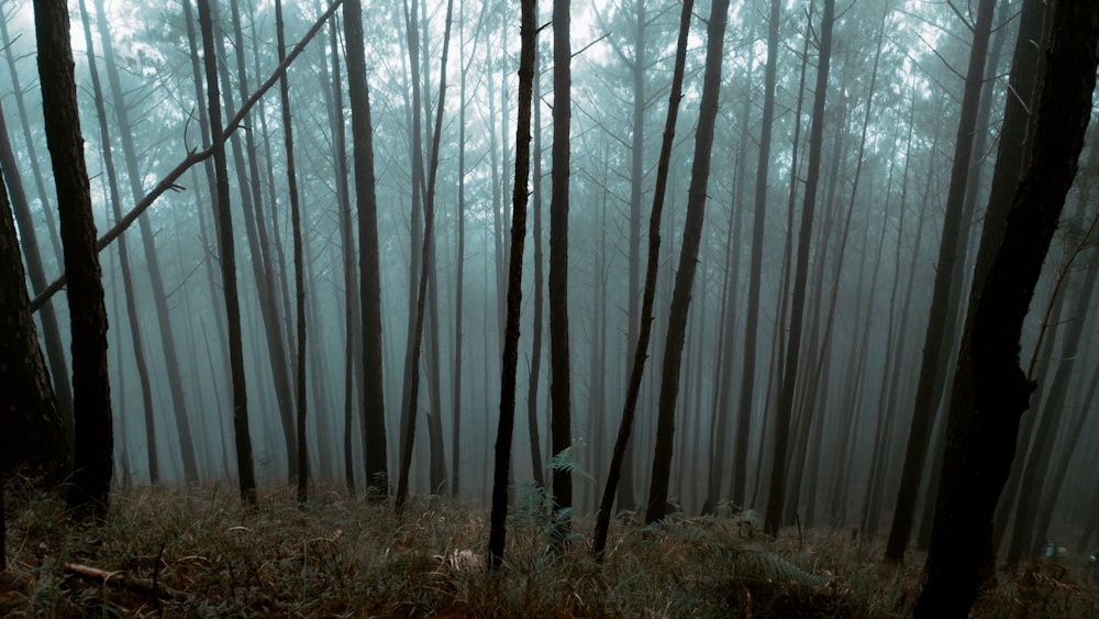 Alberi marroni senza foglie durante il giorno