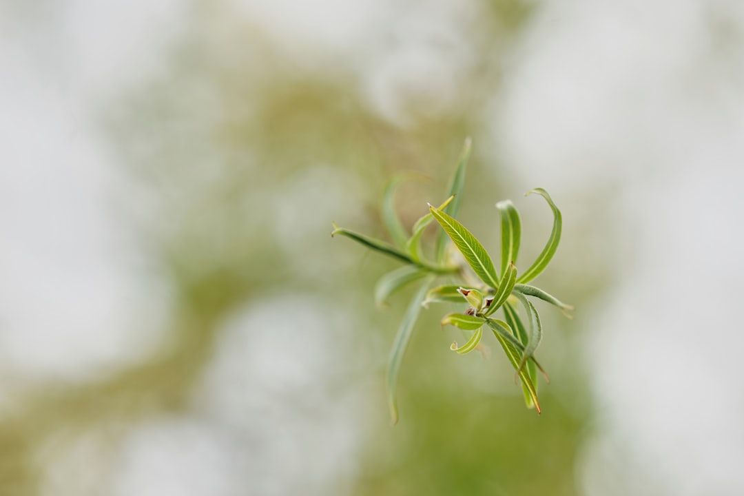 green plant in macro shot