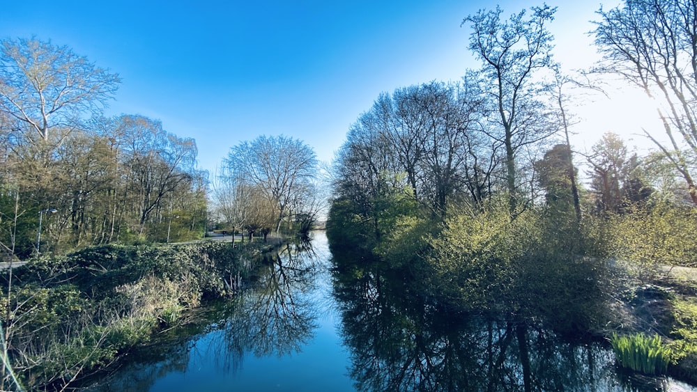 green trees beside river under blue sky during daytime