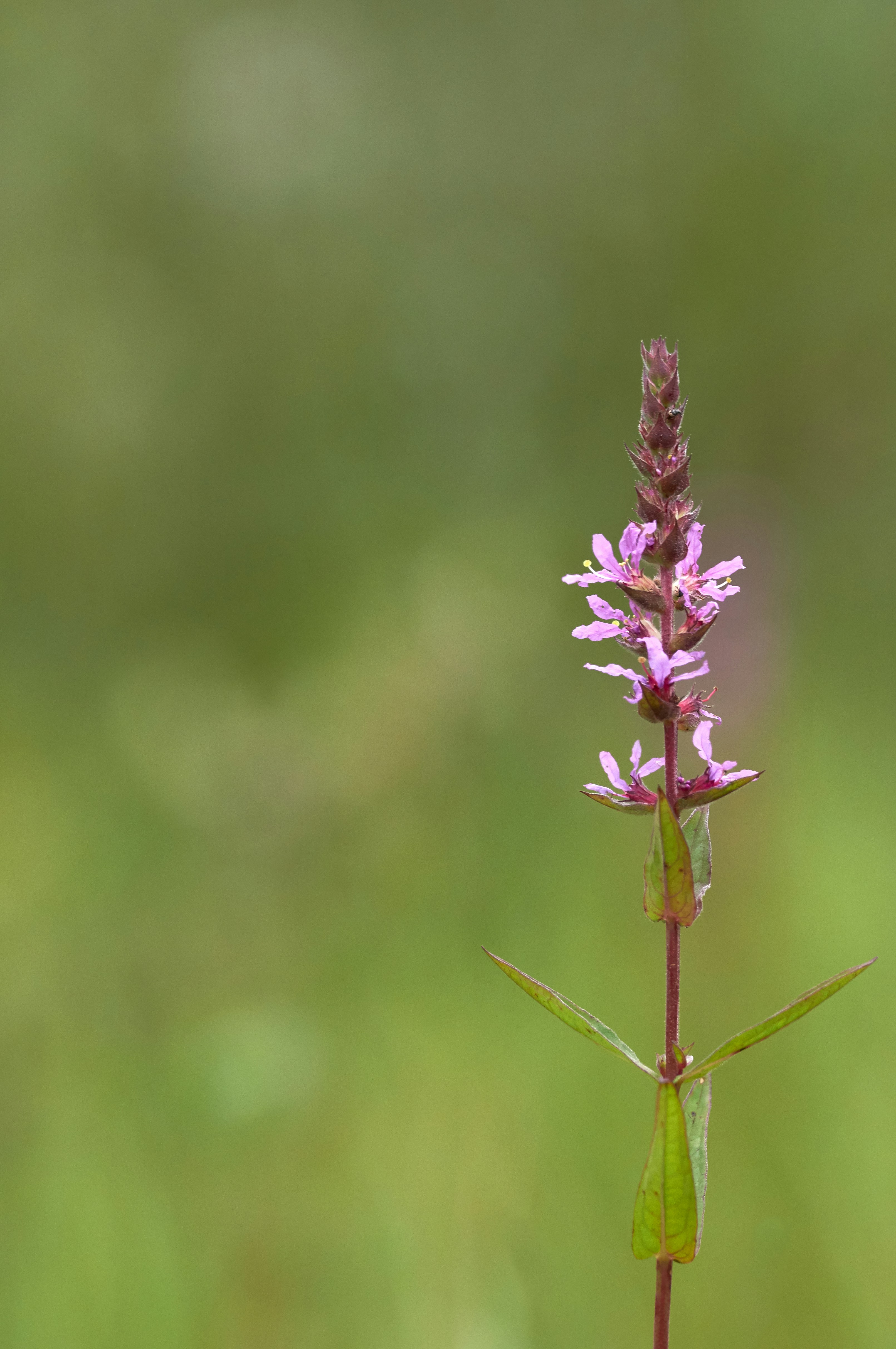 Photo by wolfgang_hasselmann