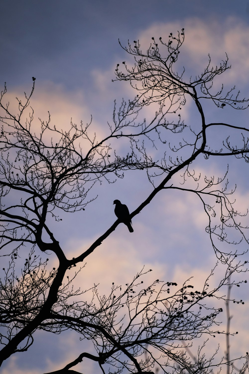 silhouette of bird on bare tree during sunset