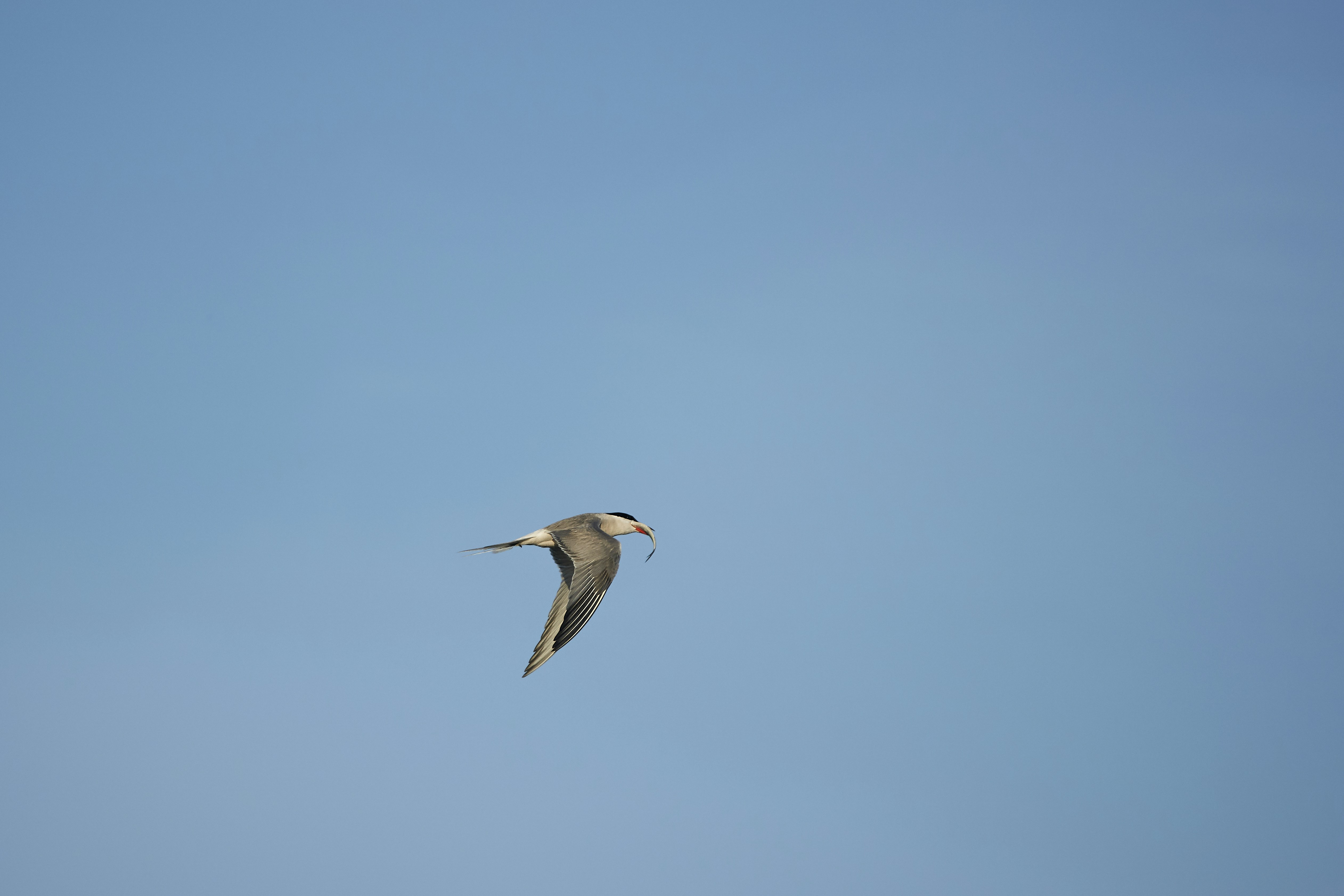 Photo by wolfgang_hasselmann