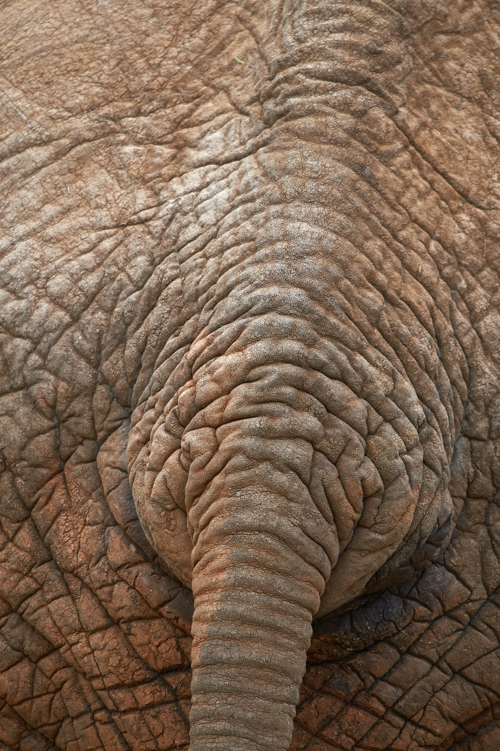 close up photo of elephants tail
