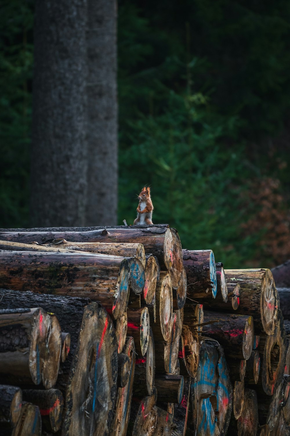 brown and white short coated dog on brown wooden log