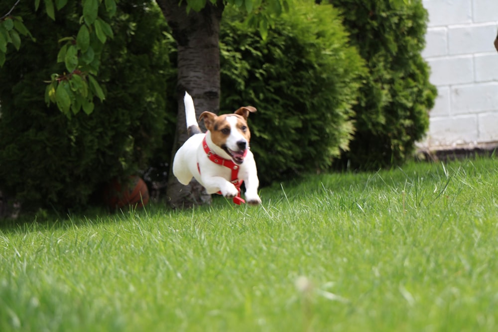white and brown jack russell terrier puppy on green grass field during daytime